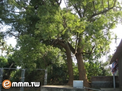 鳳山寺旁的老樟樹